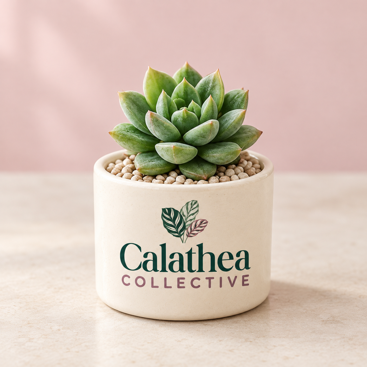 Custom ceramic succulent pot with Calathea Collective branding, showcasing a personalized planter design.