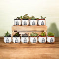 Personalized Mini Succulent Pot Baby Shower Favor | Custom Ceramic Pot with Bamboo Tray