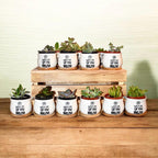 Personalized Mini Succulent Pot Baby Shower Favor | Custom Ceramic Pot with Bamboo Tray